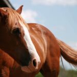 Why horses evolved to sacrifice themselves